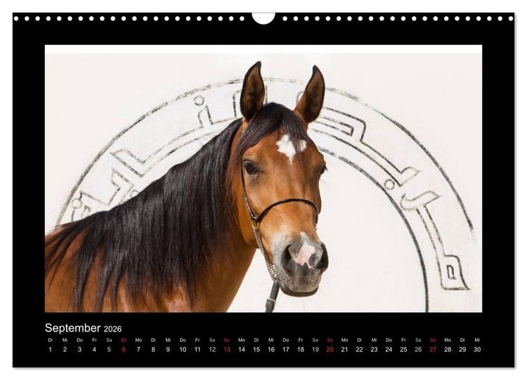 Produktbild: Vollblutaraber (Wandkalender 2026 DIN A3 quer), CALVENDO Monatskalender