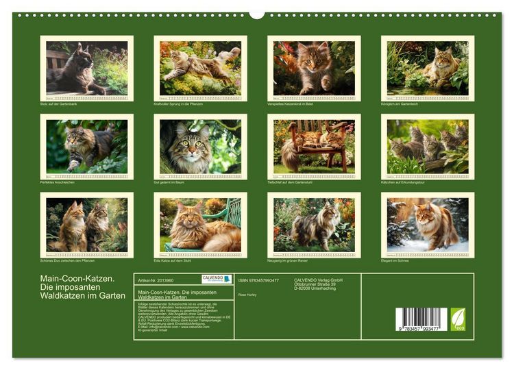 Produktbild: Main-Coon-Katzen. Die imposanten Waldkatzen im Garten (hochwertiger Premium Wandkalender 2026 DIN A2 quer), Kunstdruck in Hochglanz