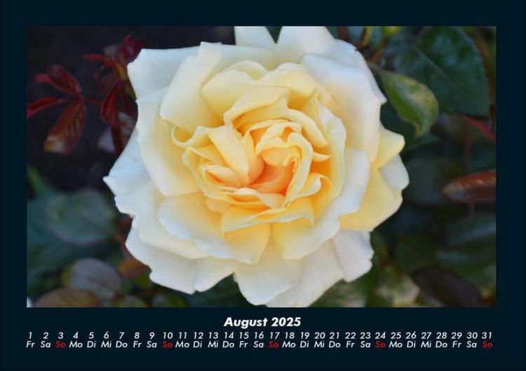 Produktbild: Rosentraum 2025 Fotokalender DIN A4