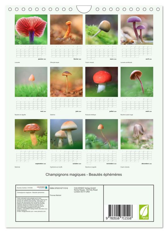 Produktbild: Champignons magiques - Beaut&eacute;s &eacute;ph&eacute;m&egrave;res (Calendrier mural 2026 DIN A4 horizontal), CALVENDO calendrier mensuel