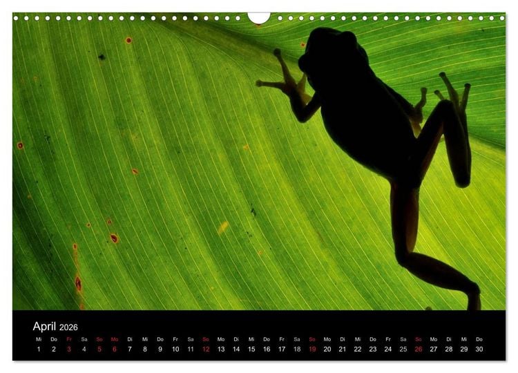 Produktbild: WILD - Tierkalender 2026 (Wandkalender 2026 DIN A3 quer), CALVENDO Monatskalender