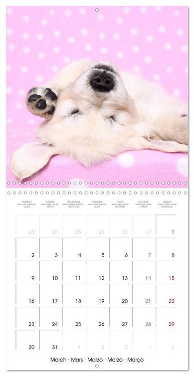 Produktbild: Sleeping Puppies (Wall Calendar 2026 12 &times; 12 Inch) CALVENDO 12 Month Wall Calendar