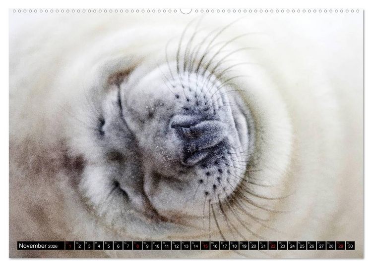 Produktbild: Robbenbabys (hochwertiger Premium Wandkalender 2026 DIN A2 quer), Kunstdruck in Hochglanz