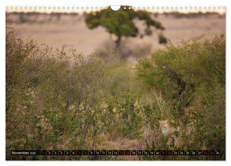 Produktbild: Leopards in the wild (Wall Calendar 2026 DIN A3 landscape), CALVENDO 12 Month Wall Calendar