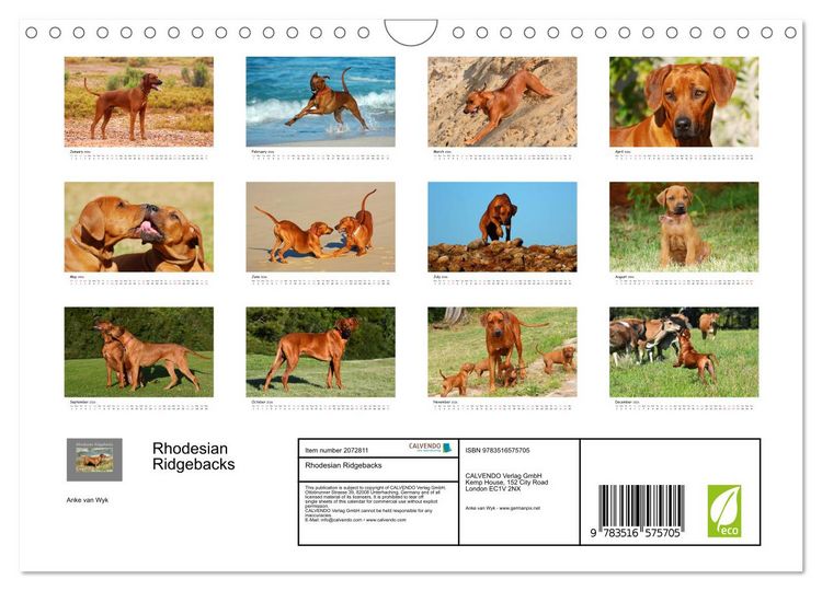 Produktbild: Rhodesian Ridgebacks (Wall Calendar 2026 DIN A4 landscape), CALVENDO 12 Month Wall Calendar