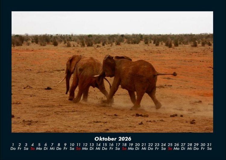 Produktbild: Elefanten 2026 Fotokalender DIN A4