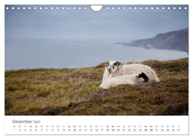 Produktbild: Schafe - Weich und wollig (Wandkalender 2027 DIN A4 quer), CALVENDO Monatskalender