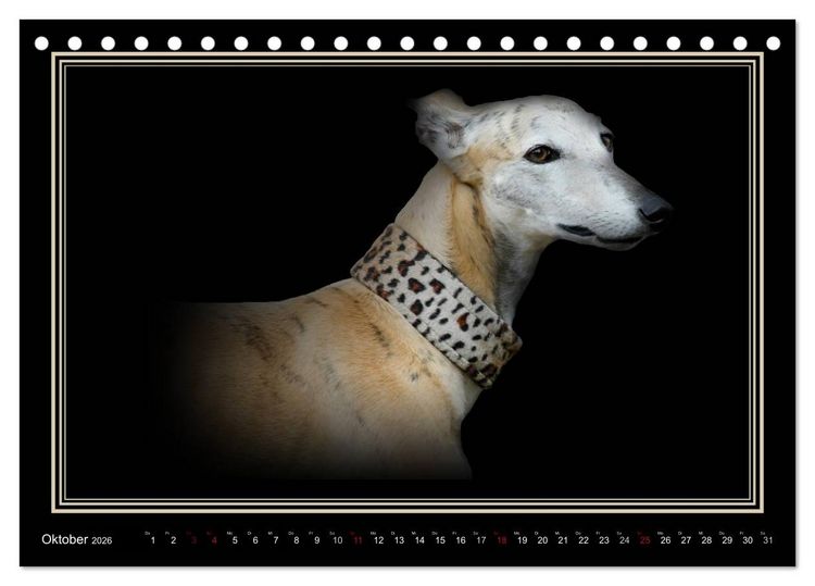 Produktbild: Galgo Espa&ntilde;ol 2026- Der spanische Windhund (Tischkalender 2026 DIN A5 quer), CALVENDO Monatskalender