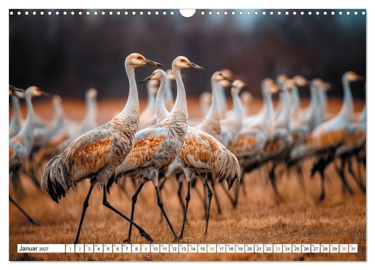 Produktbild: Mit den Kranichen kehrt das Licht in die Seele zur&uuml;ck (Wandkalender 2027 DIN A3 quer), CALVENDO Monatskalender