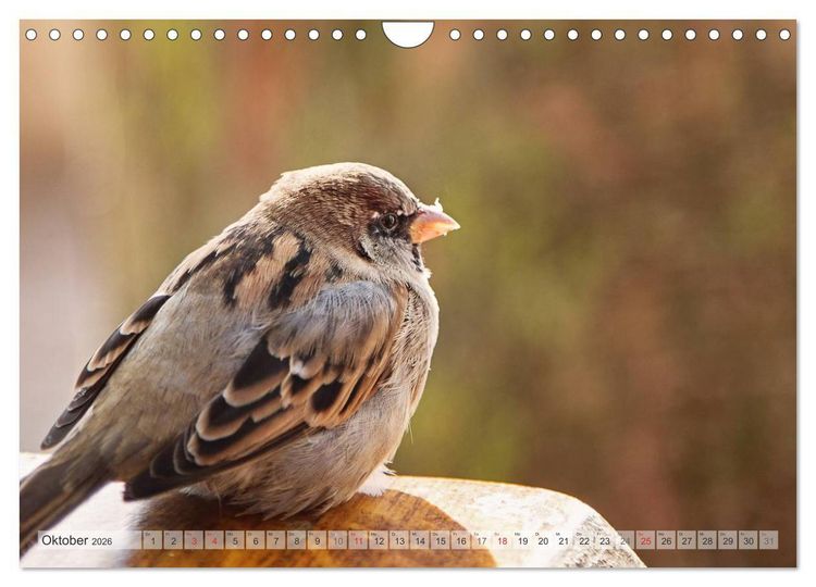 Produktbild: NATUR PUR Heimische Singv&ouml;gel (Wandkalender 2026 DIN A4 quer), CALVENDO Monatskalender
