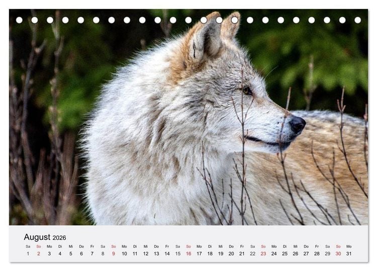 Produktbild: W&ouml;lfe. Ein Herz f&uuml;r Isegrim! (Tischkalender 2026 DIN A5 quer), CALVENDO Monatskalender