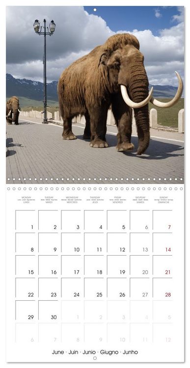 Produktbild: New Animal Kingdom (Wall Calendar 2026 12 &times; 12 Inch) CALVENDO 12 Month Wall Calendar