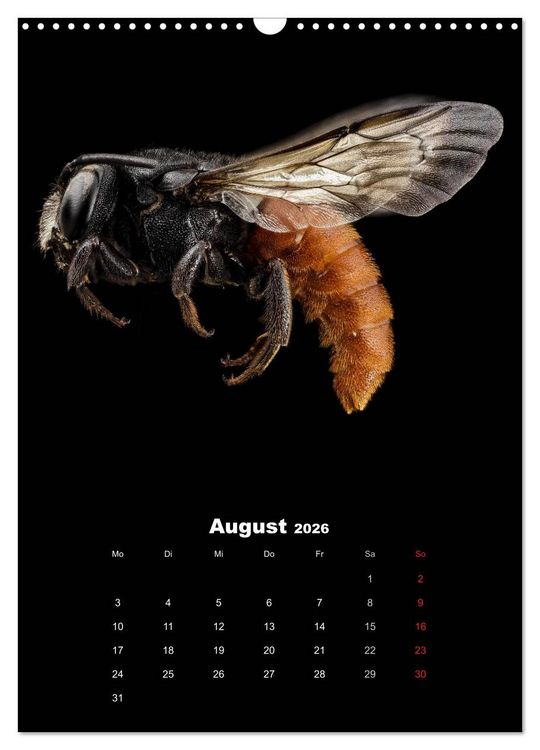Produktbild: Schillernde Insektenwelt (Wandkalender 2026 DIN A3 hoch), CALVENDO Monatskalender