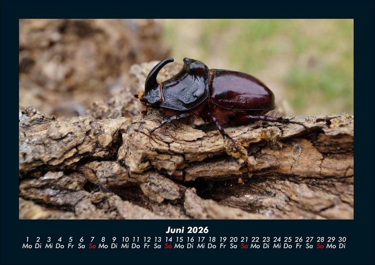 Produktbild: K&auml;fer 2026 Fotokalender DIN A4