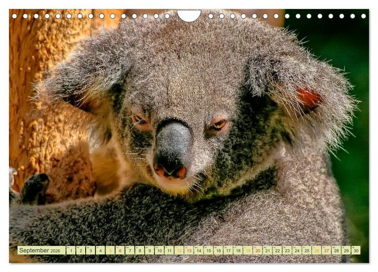 Produktbild: Koala - kleiner Teddy (Wandkalender 2026 DIN A4 quer), CALVENDO Monatskalender