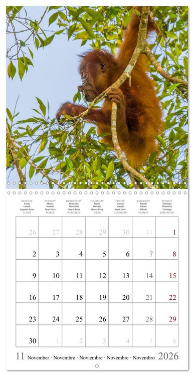 Produktbild: Orangutans in the jungle of Sumatra (Wall Calendar 2026 12 &times; 12 Inch) CALVENDO 12 Month Wall Calendar