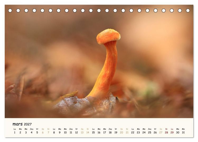 Produktbild: Champignons magiques (Calendrier de bureau 2027 DIN A5 vertical), CALVENDO calendrier mensuel