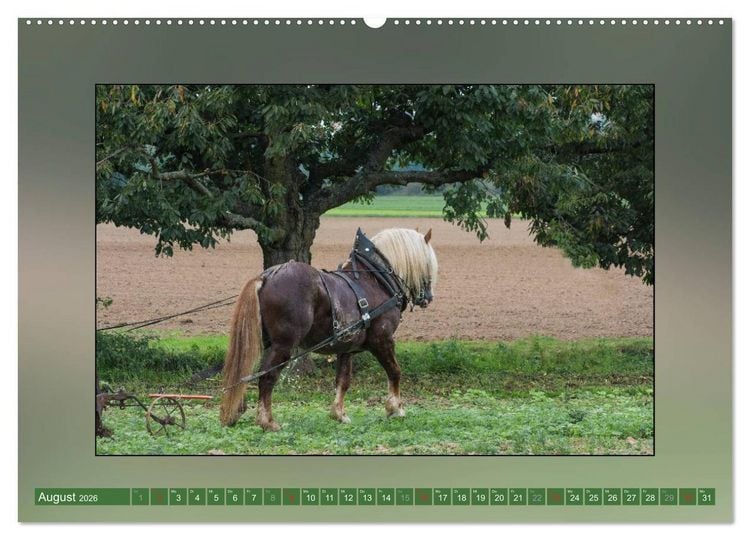 Produktbild: Pferde Vom Minishetty bis zum Kaltblut (Wandkalender 2026 DIN A2 quer), CALVENDO Monatskalender
