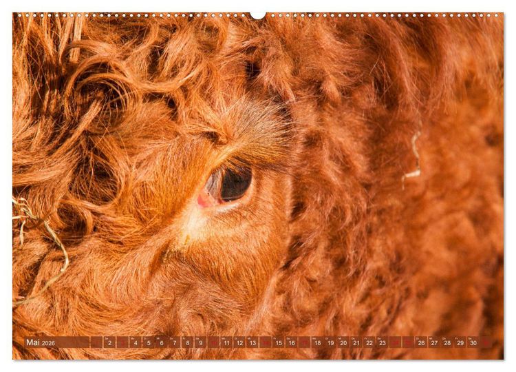 Produktbild: Sch&ouml;ne Schotten - Galloway im Portr&auml;t (Wandkalender 2026 DIN A2 quer), CALVENDO Monatskalender