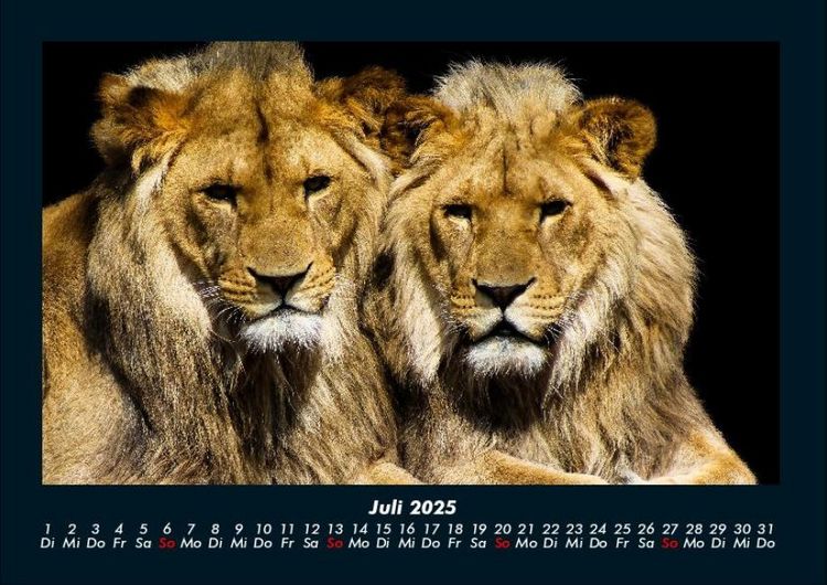 Produktbild: L&ouml;wen in der Wildnis 2025 Fotokalender DIN A4