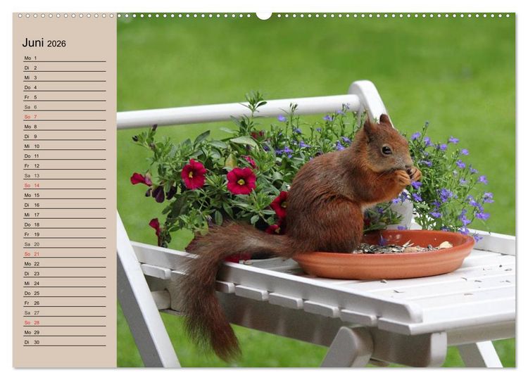 Produktbild: Eichh&ouml;rnchen. Wo sind blo&szlig; die N&uuml;sse? (hochwertiger Premium Wandkalender 2026 DIN A2 quer), Kunstdruck in Hochglanz