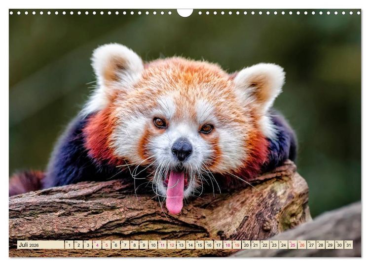 Produktbild: Kleiner Panda (Wandkalender 2026 DIN A3 quer), CALVENDO Monatskalender