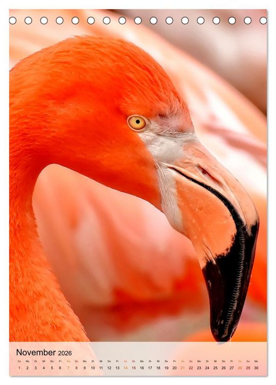 Produktbild: Flamingos - Eleganz und Sch&ouml;nheit (Tischkalender 2026 DIN A5 hoch), CALVENDO Monatskalender