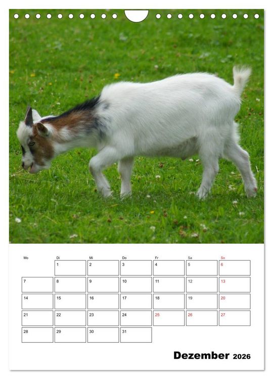 Produktbild: Ziegen Terminplaner (Wandkalender 2026 DIN A4 hoch), CALVENDO Monatskalender