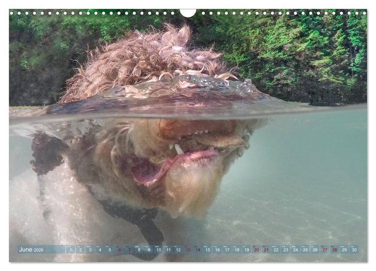 Produktbild: Lagotto Romagnolo Splash Edition (Wall Calendar 2026 DIN A3 landscape), CALVENDO 12 Month Wall Calendar