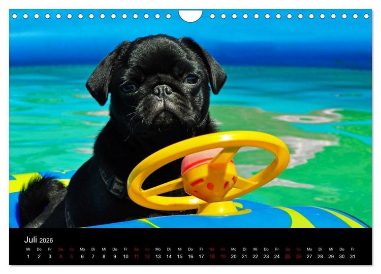 Produktbild: Alles Mops-Kalender 2026 (Wandkalender 2026 DIN A4 quer), CALVENDO Monatskalender