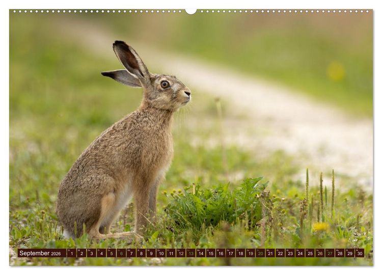Produktbild: Zauberhafte Wesen - Reineke Fuchs und Meister Lampe (Wandkalender 2026 DIN A2 quer), CALVENDO Monatskalender