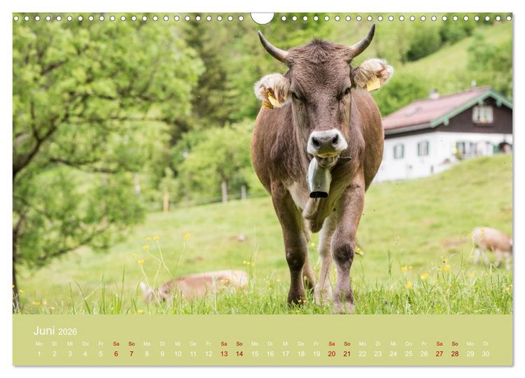 Produktbild: Allg&auml;uer Rindvieh 2026 (Wandkalender 2026 DIN A3 quer), CALVENDO Monatskalender