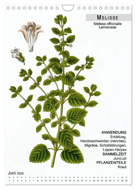 Produktbild: Heilpflanzen (Wandkalender 2026 DIN A4 hoch), CALVENDO Monatskalender