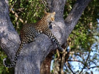 Produktbild: CALVENDO Puzzle Leopard im Baum, Afrika | 1000 Teile Lege-Gr&ouml;&szlig;e 64x48cm Foto-Puzzle f&uuml;r gl&uuml;ckliche Stunden