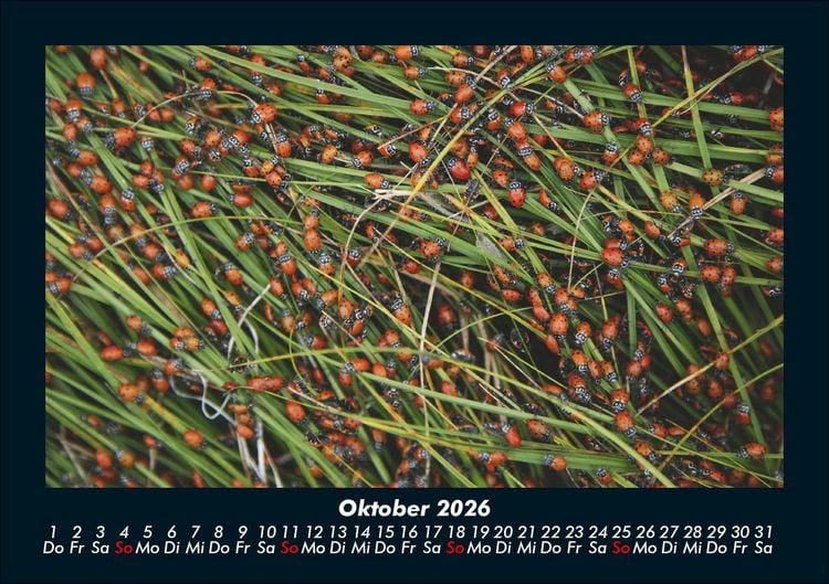 Produktbild: K&auml;fer 2026 Fotokalender DIN A5