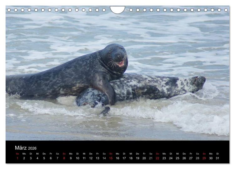 Produktbild: Verspielte Robben (Wandkalender 2026 DIN A4 quer), CALVENDO Monatskalender