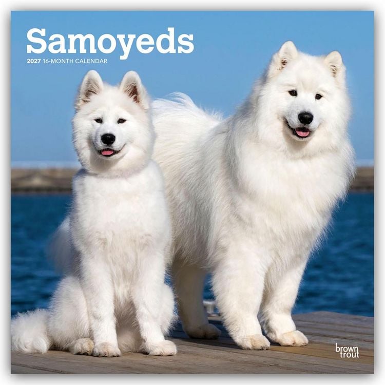 Produktbild: Samoyeds &ndash; Samojede 2027 &ndash; 16-Monatskalender