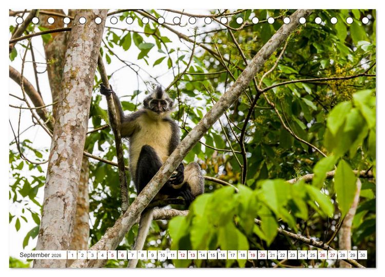 Produktbild: Gunung Leuser Nationalpark Sumatra (Tischkalender 2026 DIN A5 quer), CALVENDO Monatskalender