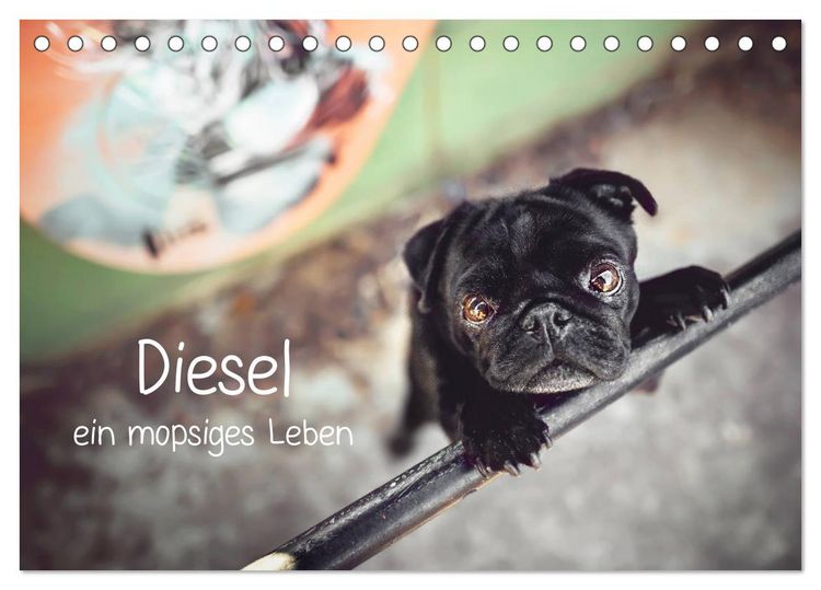 Produktbild: Diesel - ein mopsiges Leben (Tischkalender 2026 DIN A5 quer), CALVENDO Monatskalender