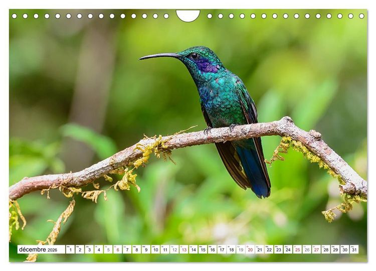 Produktbild: Colibris - pierres pr&eacute;cieuses volantes (Calendrier mural 2026 DIN A4 vertical), CALVENDO calendrier mensuel