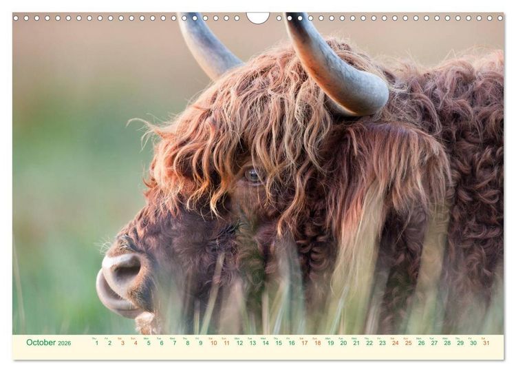 Produktbild: The Hairy Cow Calendar (Wall Calendar 2026 DIN A3 landscape), CALVENDO 12 Month Wall Calendar