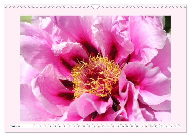 Produktbild: Pivoines - Roses sans &eacute;pines (Calendrier mural 2026 DIN A3 vertical), CALVENDO calendrier mensuel