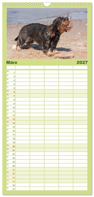 Produktbild: Familienplaner 2027 - Liebenswerte Rabauken - Rauhaardackel mit 5 Spalten (Wandkalender, 21 x 45 cm) CALVENDO
