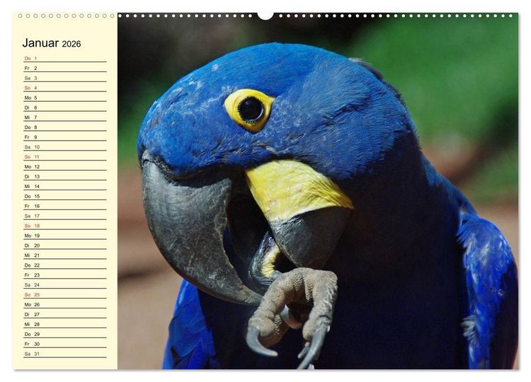 Produktbild: Brasilien. Faszinierend und gro&szlig; wie ein Kontinent (hochwertiger Premium Wandkalender 2026 DIN A2 quer), Kunstdruck in Hochglanz