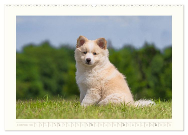 Produktbild: Kleine Islandhunde entdecken die Welt (hochwertiger Premium Wandkalender 2026 DIN A2 quer), Kunstdruck in Hochglanz