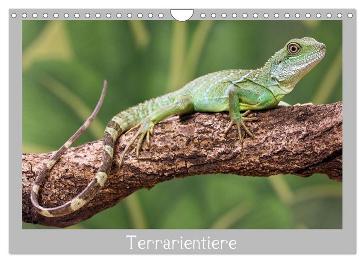 Produktbild: Terrarientiere (Wandkalender 2026 DIN A4 quer), CALVENDO Monatskalender