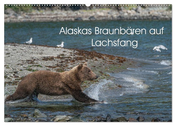 Produktbild: Grizzlyb&auml;ren im Katmai Nationalpark Alaska (Wandkalender 2026 DIN A2 quer), CALVENDO Monatskalender