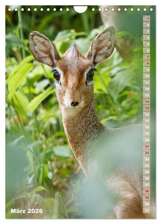 Produktbild: Safari hautnah - S&uuml;dliches und &ouml;stliches Afrika (Wandkalender 2026 DIN A4 hoch), CALVENDO Monatskalender