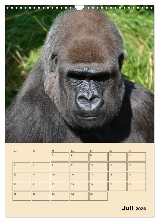 Produktbild: Gorillas (Wandkalender 2026 DIN A3 hoch), CALVENDO Monatskalender