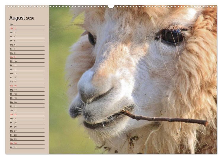 Produktbild: Alpakas und Lamas (hochwertiger Premium Wandkalender 2026 DIN A2 quer), Kunstdruck in Hochglanz